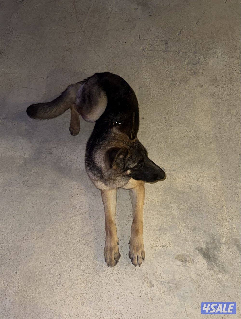 جيرمن working line2