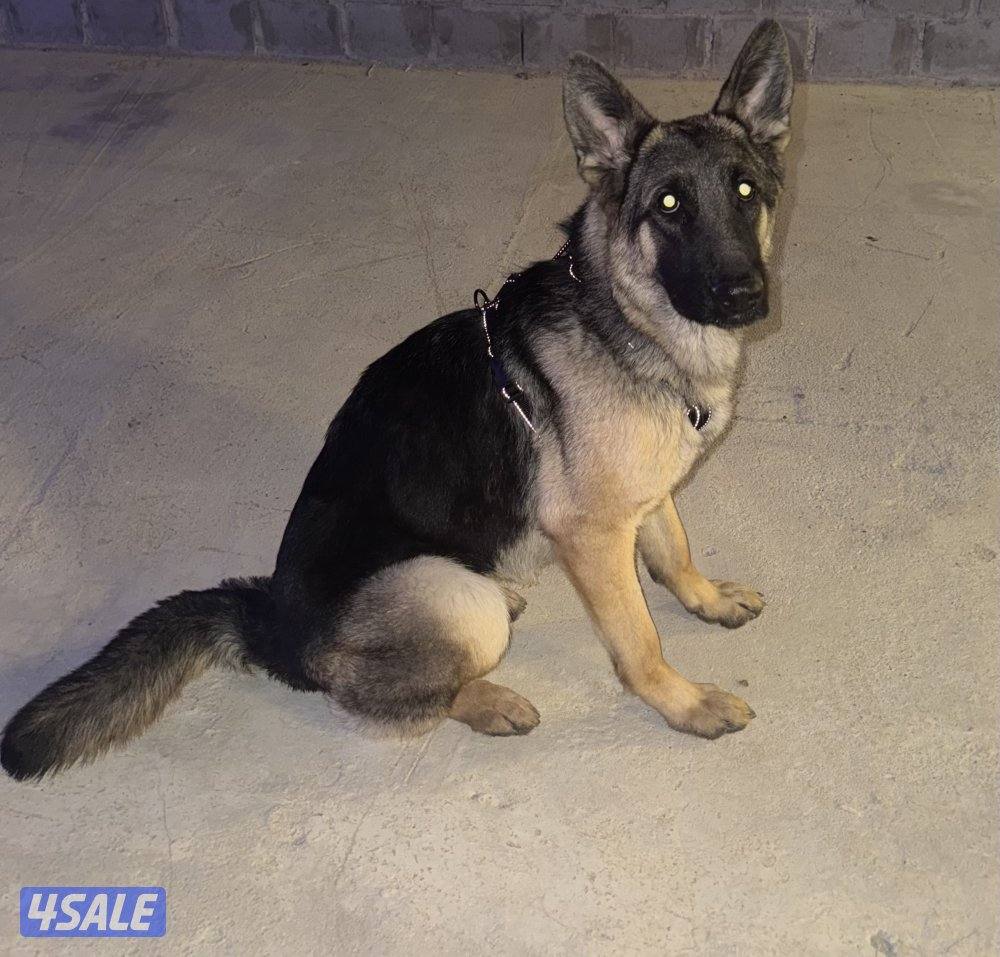 جيرمن working line1