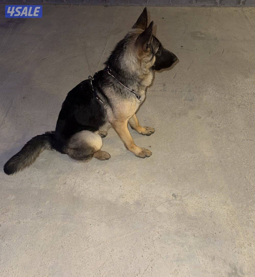 جيرمن working line3