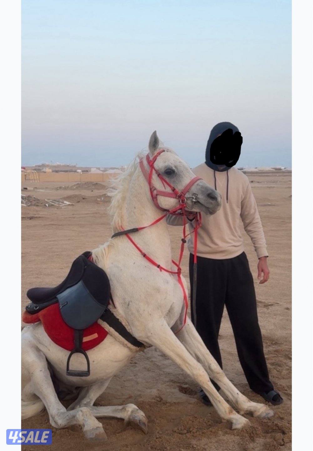 للبيع حصان0