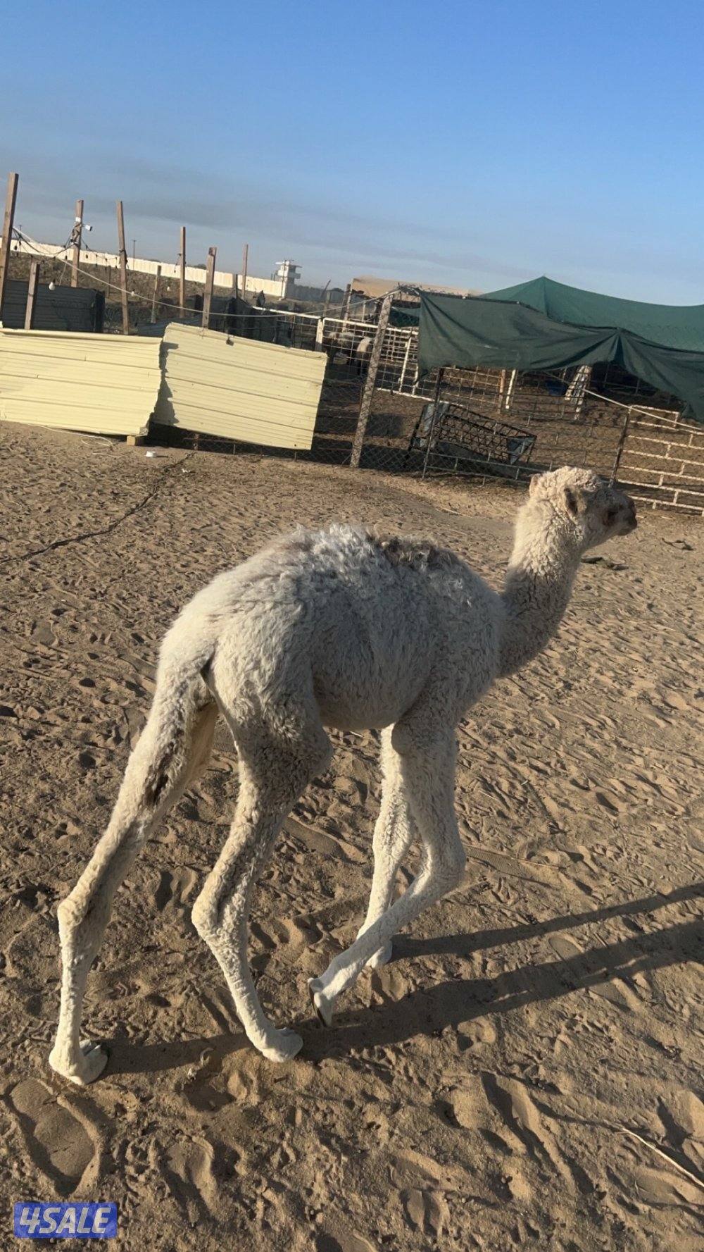 حوار محلي شهرين1