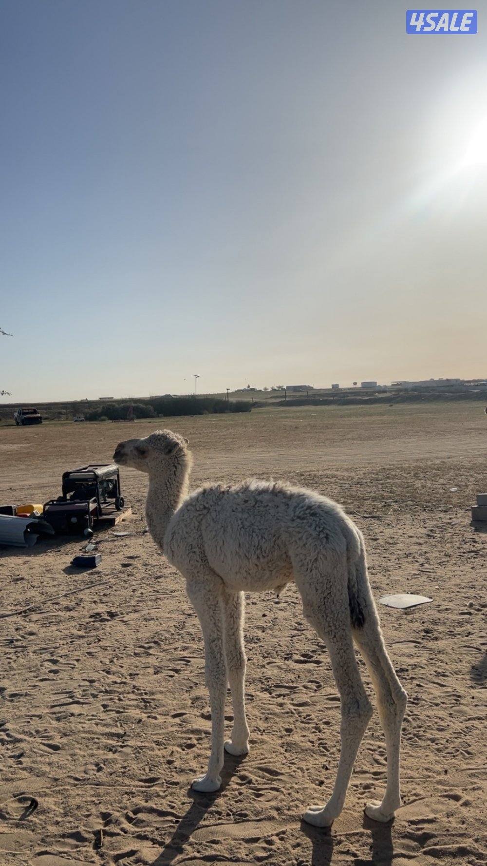 حوار محلي شهرين0