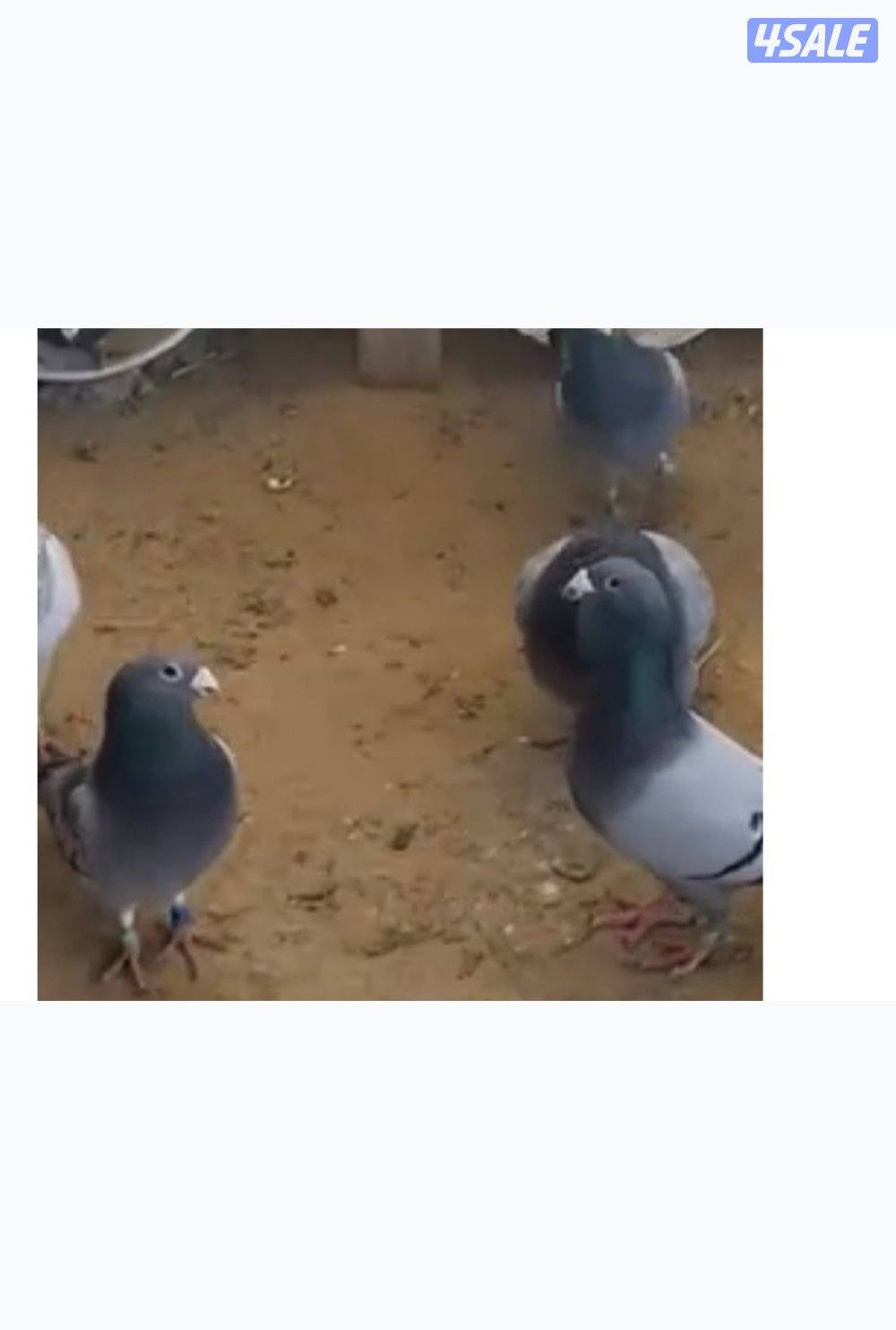 مطلوب زاجل هنقاري شبب0