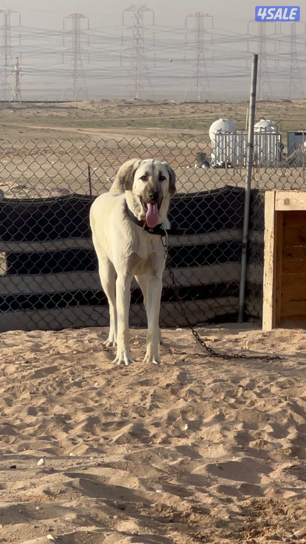 للبيع كنجال0