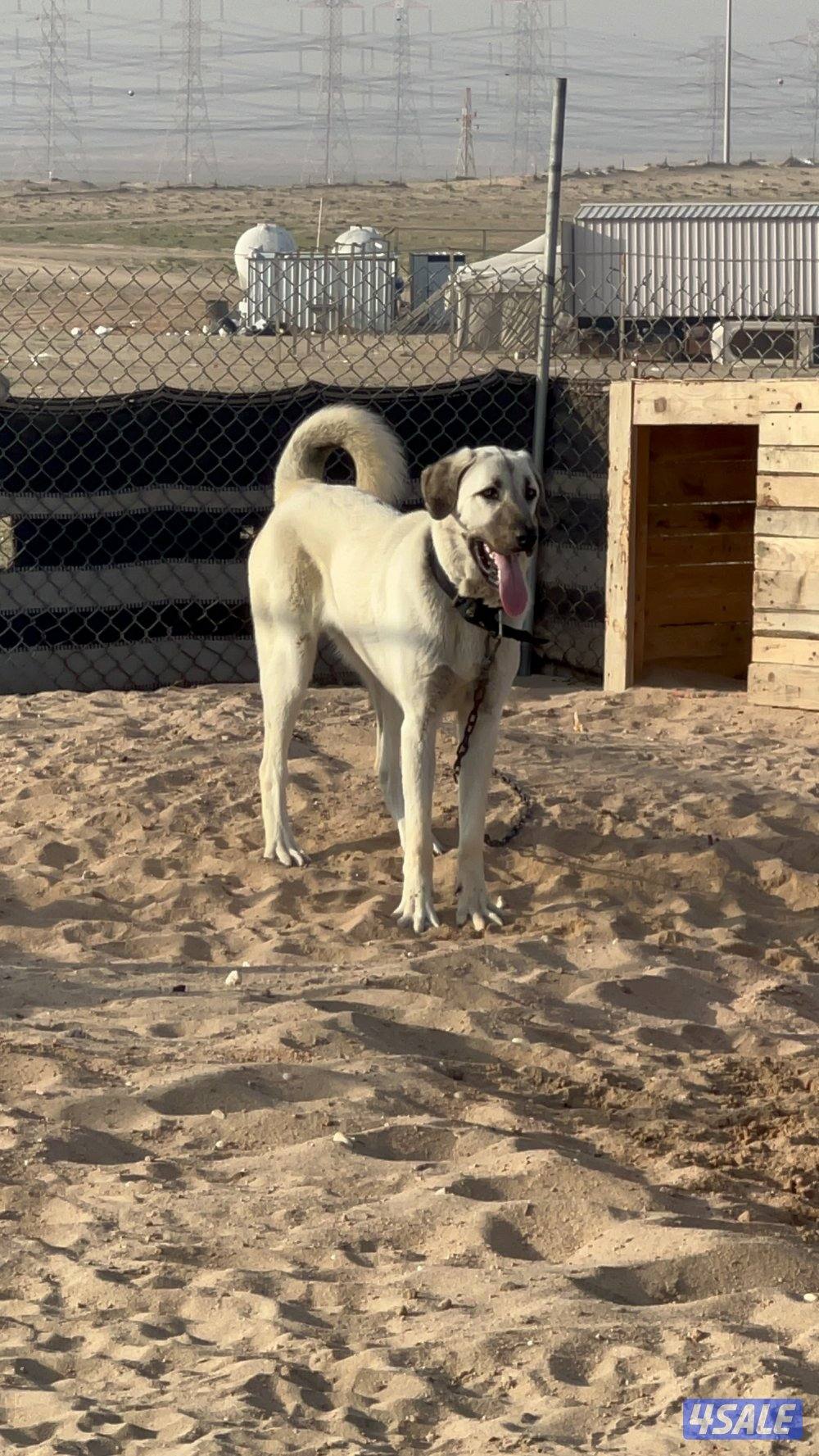 للبيع كنجال1