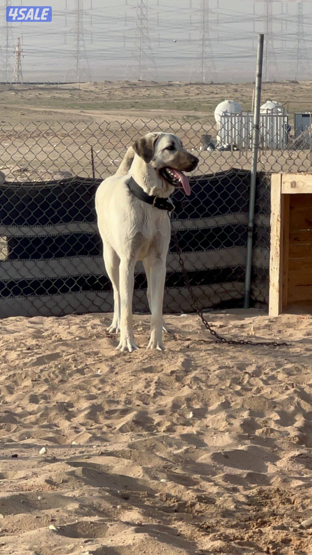 للبيع كنجال2