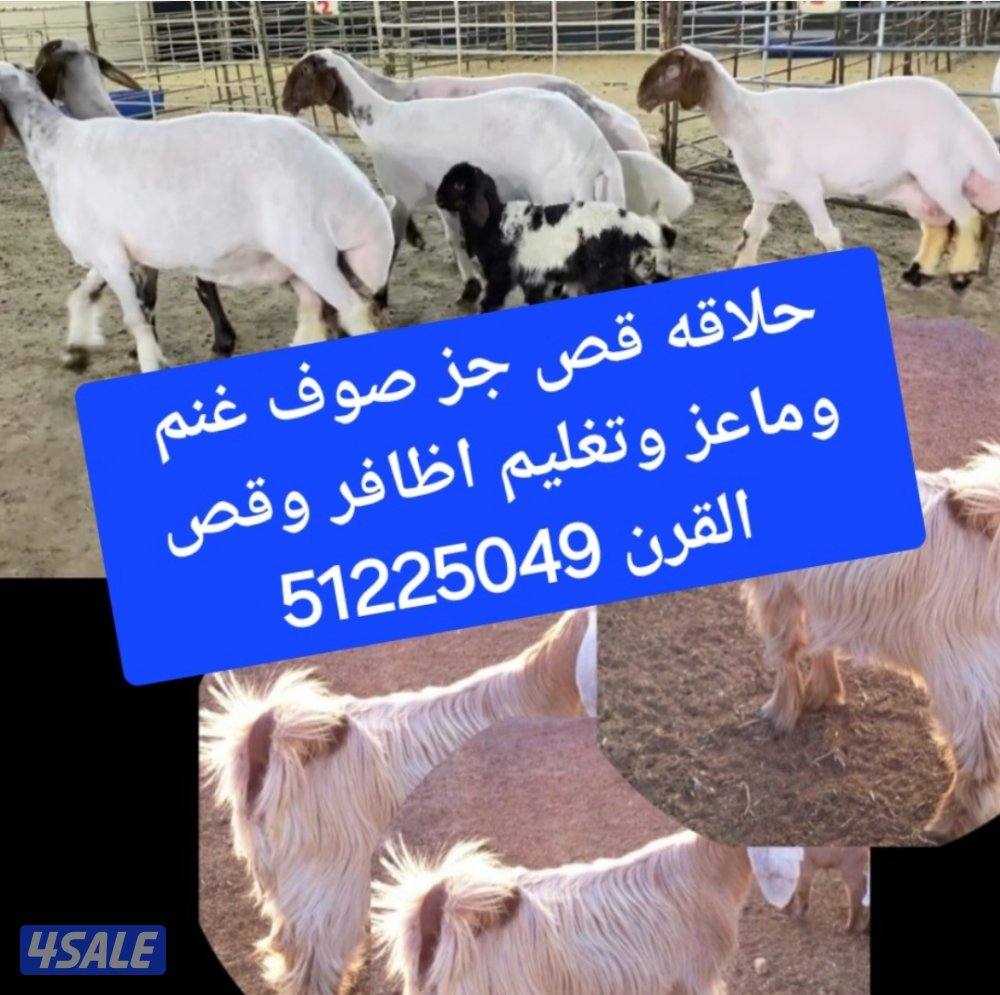 حلاقه قص جز غنم وماعز وتقليم أظافر وقص القرن0