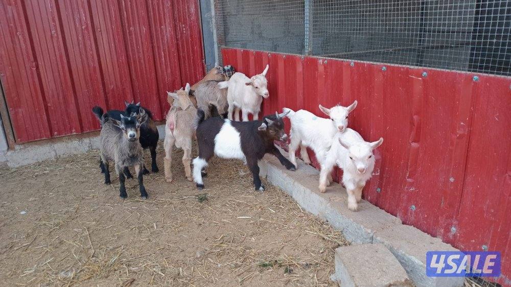 للبيع بكره العمر سنه تقريبا وللبيع تيوس ماعز الچيكي القزم اعمار صغيره0