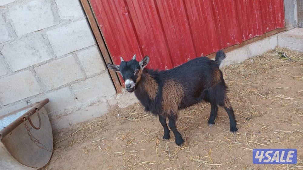 للبيع بكره العمر سنه تقريبا وللبيع تيوس ماعز الچيكي القزم اعمار صغيره1