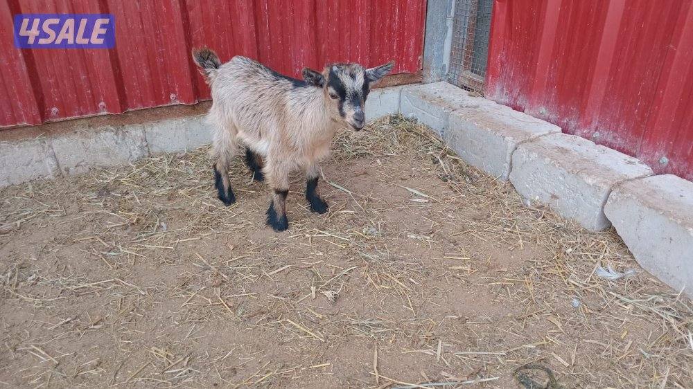 للبيع بكره العمر سنه تقريبا وللبيع تيوس ماعز الچيكي القزم اعمار صغيره2