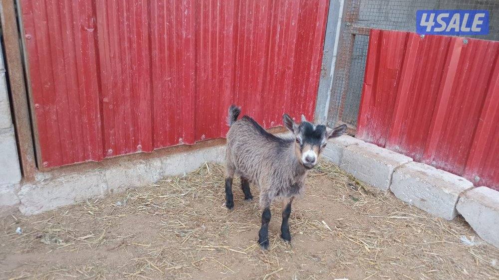 للبيع بكره العمر سنه تقريبا وللبيع تيوس ماعز الچيكي القزم اعمار صغيره3