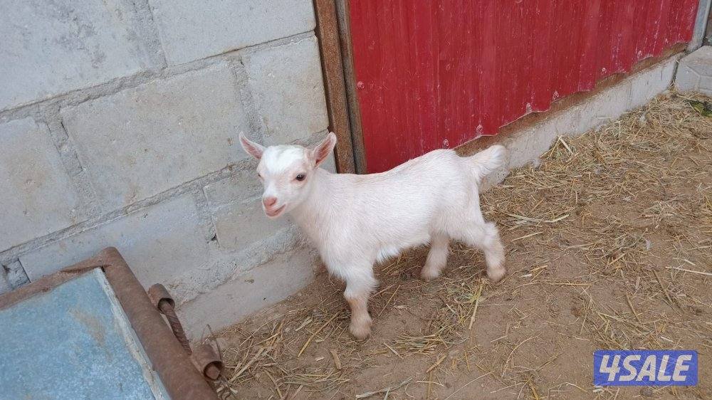 للبيع بكره العمر سنه تقريبا وللبيع تيوس ماعز الچيكي القزم اعمار صغيره4