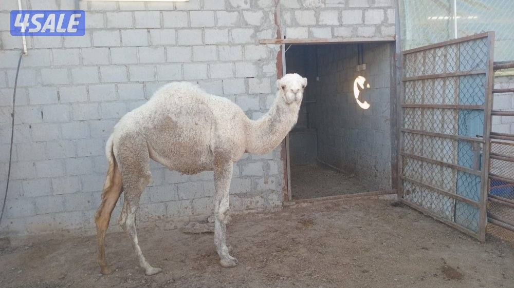 للبيع بكره العمر سنه تقريبا وللبيع تيوس ماعز الچيكي القزم اعمار صغيره5