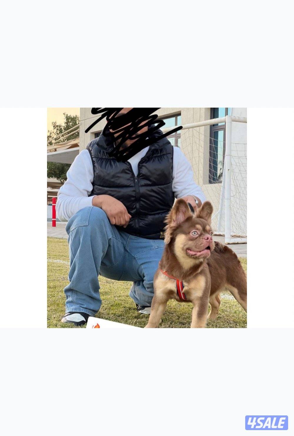 فلافي فرنش بولدوق انتاج روسيا ما اعتقد في منه بالكويت0