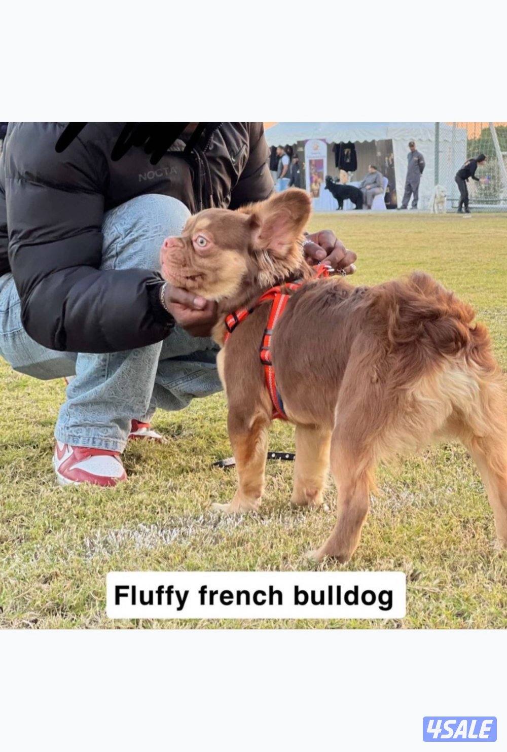 فلافي فرنش بولدوق انتاج روسيا ما اعتقد في منه بالكويت2