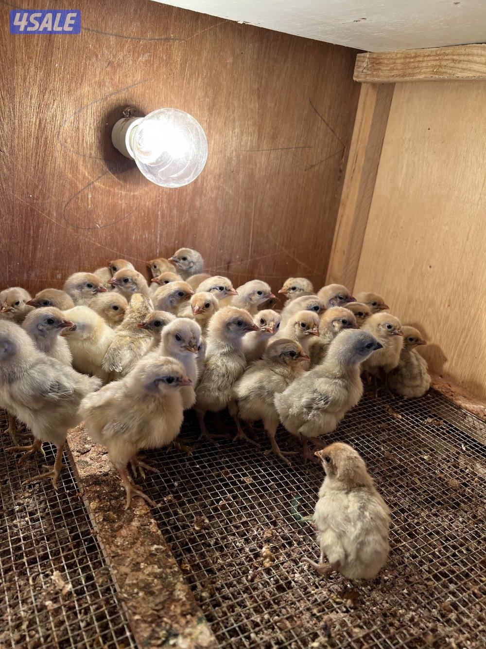 السلام عليكم متوفر فروخ فيومي قولد يعر الفرخ نص دينار ويوجد اطباق بيض1