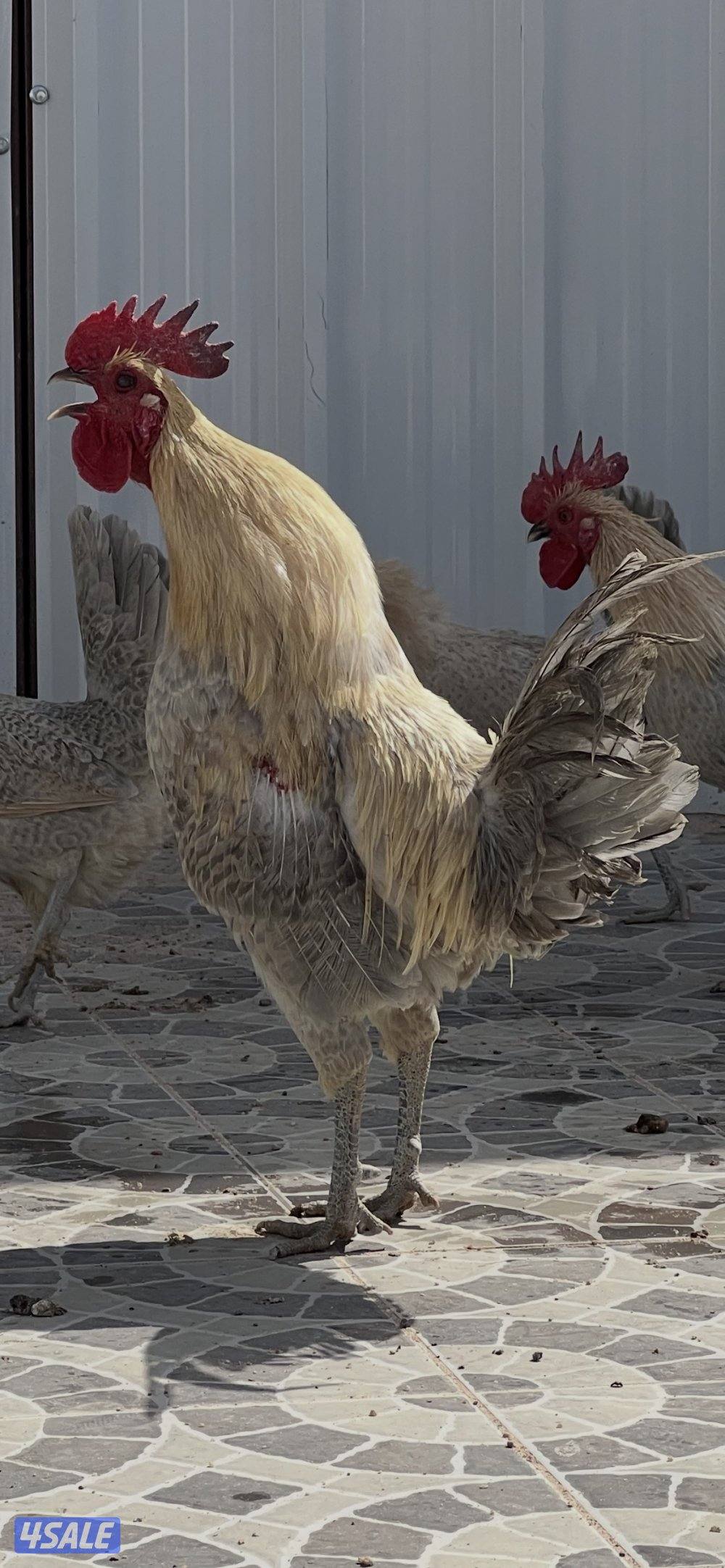 السلام عليكم متوفر فروخ فيومي قولد يعر الفرخ نص دينار ويوجد اطباق بيض2