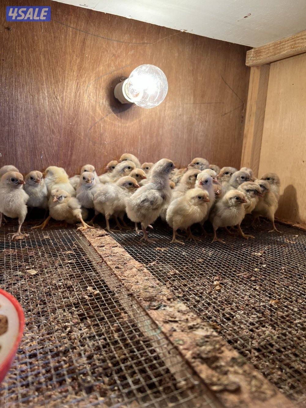 السلام عليكم متوفر فروخ فيومي قولد يعر الفرخ نص دينار ويوجد اطباق بيض4