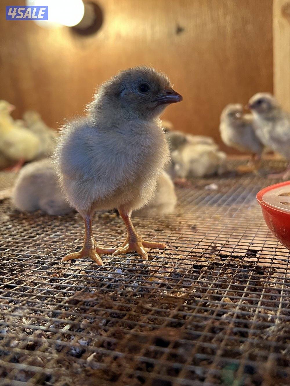 السلام عليكم متوفر فروخ فيومي قولد يعر الفرخ نص دينار ويوجد اطباق بيض6