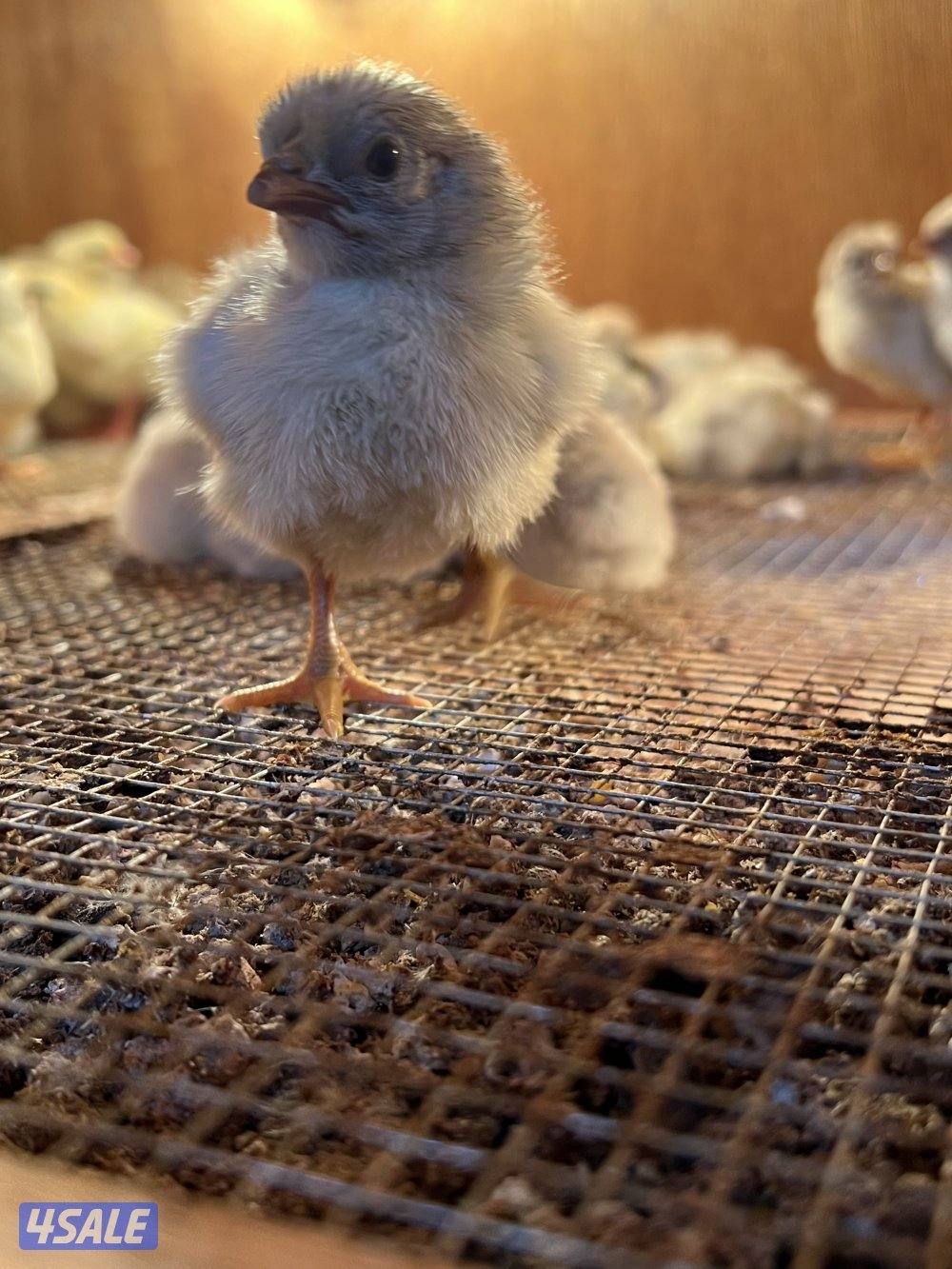 السلام عليكم متوفر فروخ فيومي قولد يعر الفرخ نص دينار ويوجد اطباق بيض7