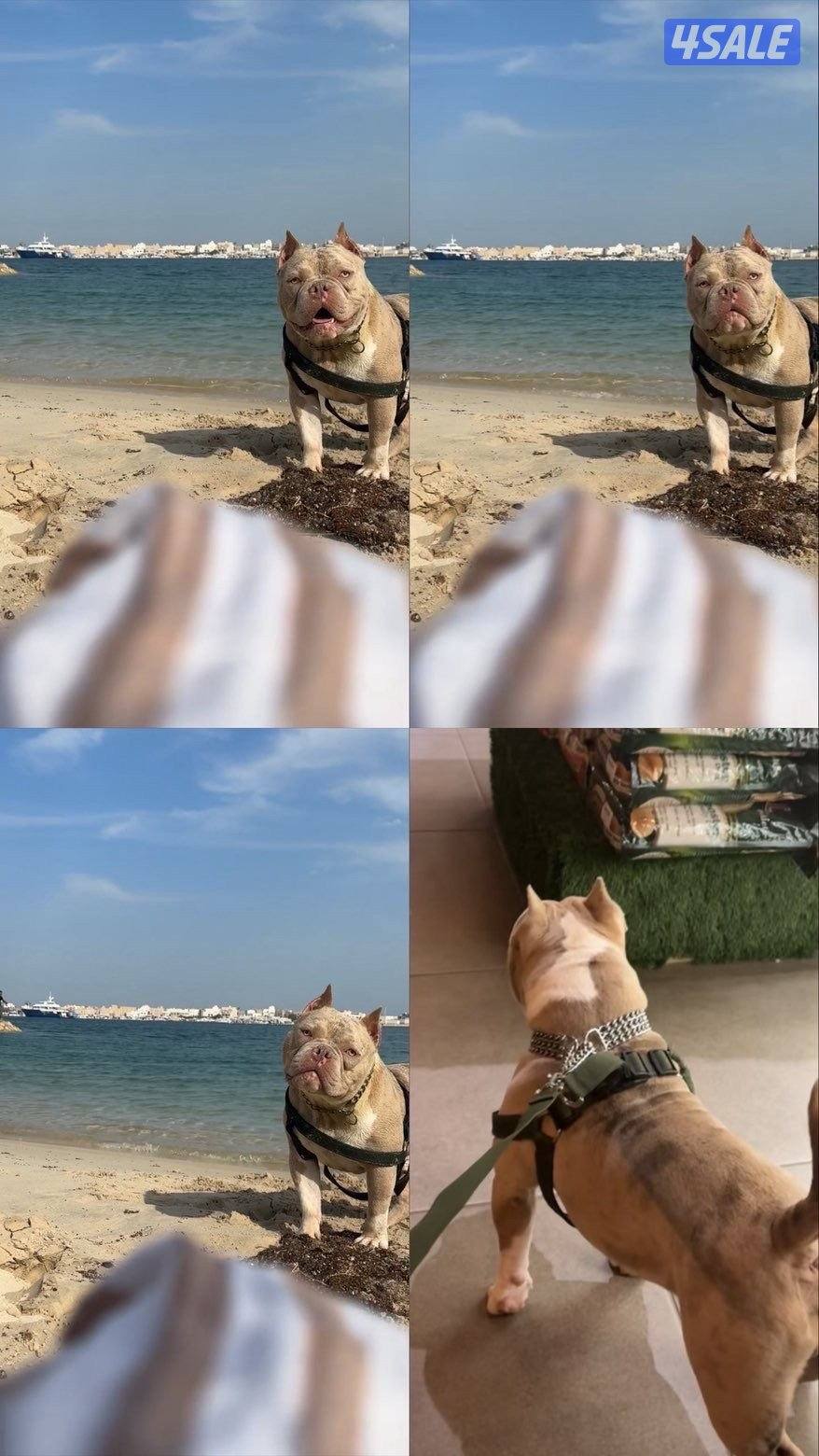 اميركان بولي الابو من قوست لاين و الام انتاج الخالدي من الصوبين دم طيب0