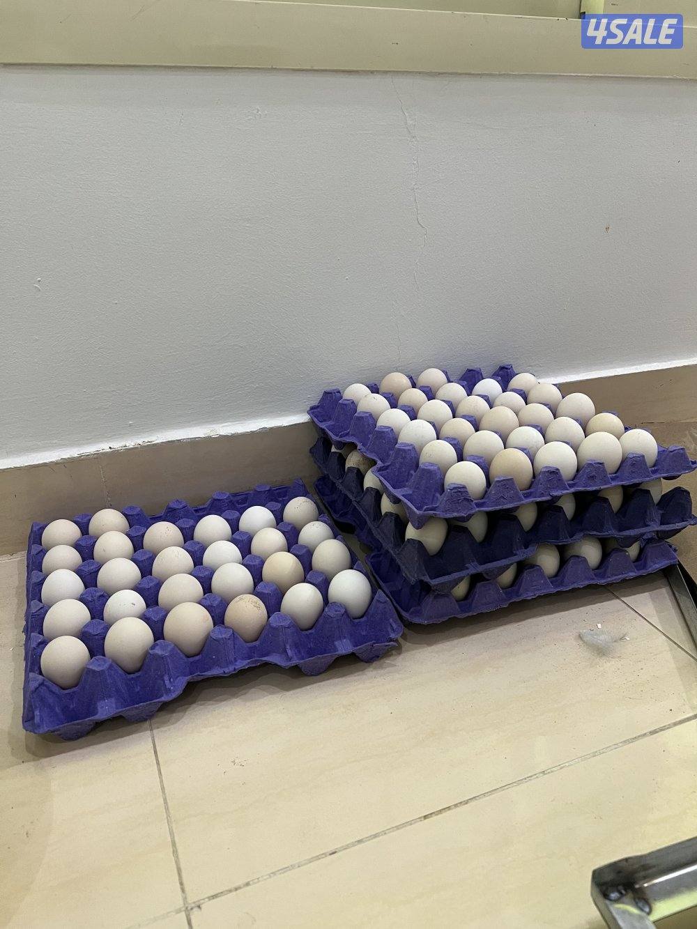 السلام عليكم متوفر فروخ فيومي قولد يعر الفرخ نص دينار ويوجد اطباق بيض8