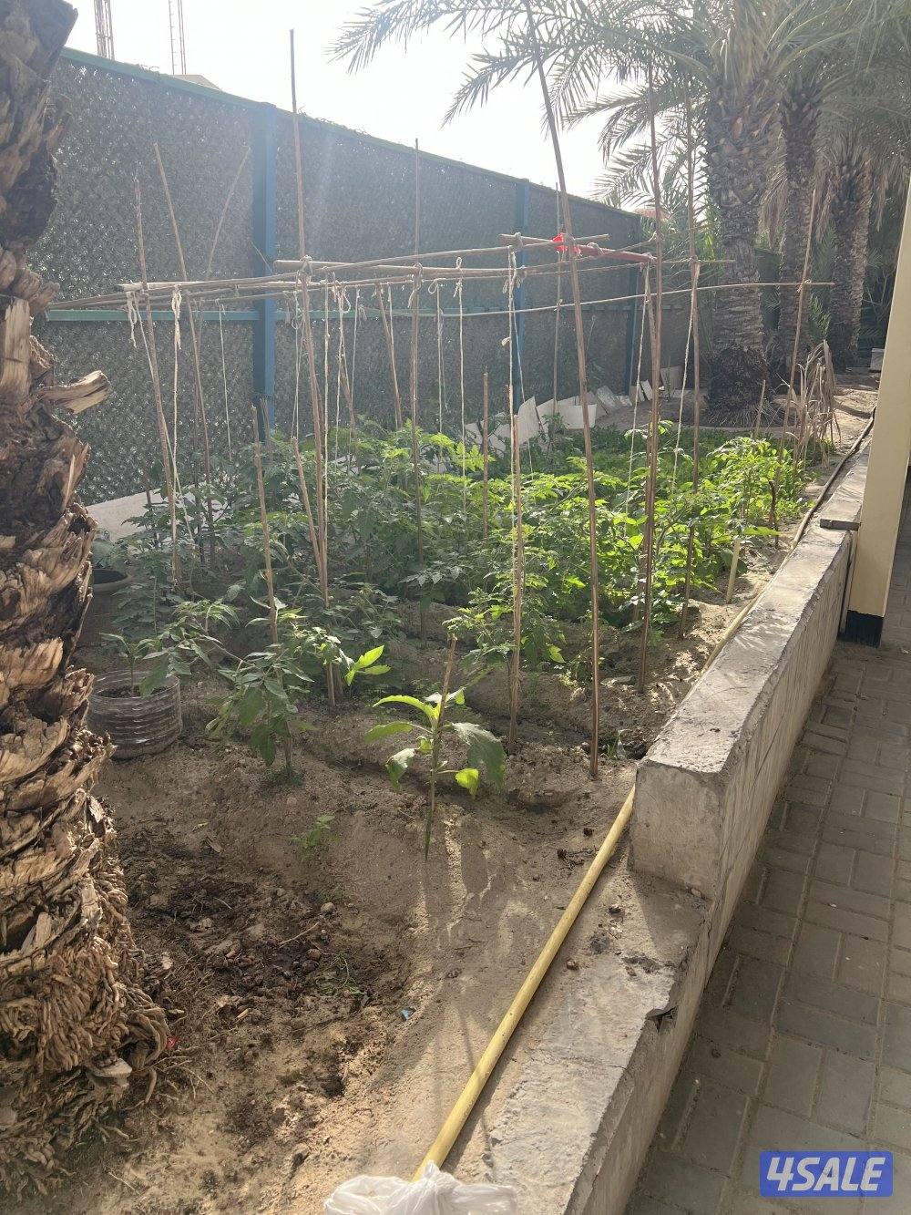 شقة في خيطان قريب جدا من جمعية ومسجد ومدرسة ابتدائية8