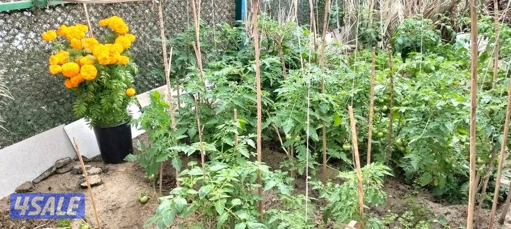 شقة في خيطان قريب جدا من جمعية ومسجد ومدرسة ابتدائية10