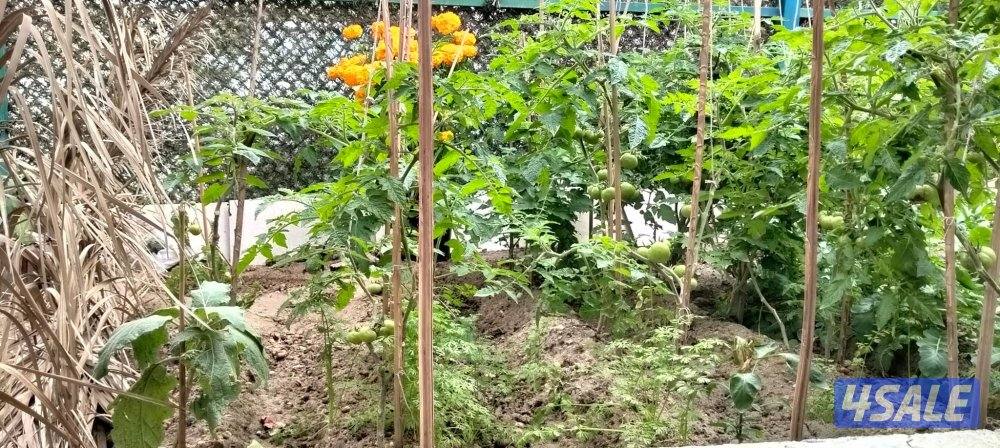 شقة في خيطان قريب جدا من جمعية ومسجد ومدرسة ابتدائية11