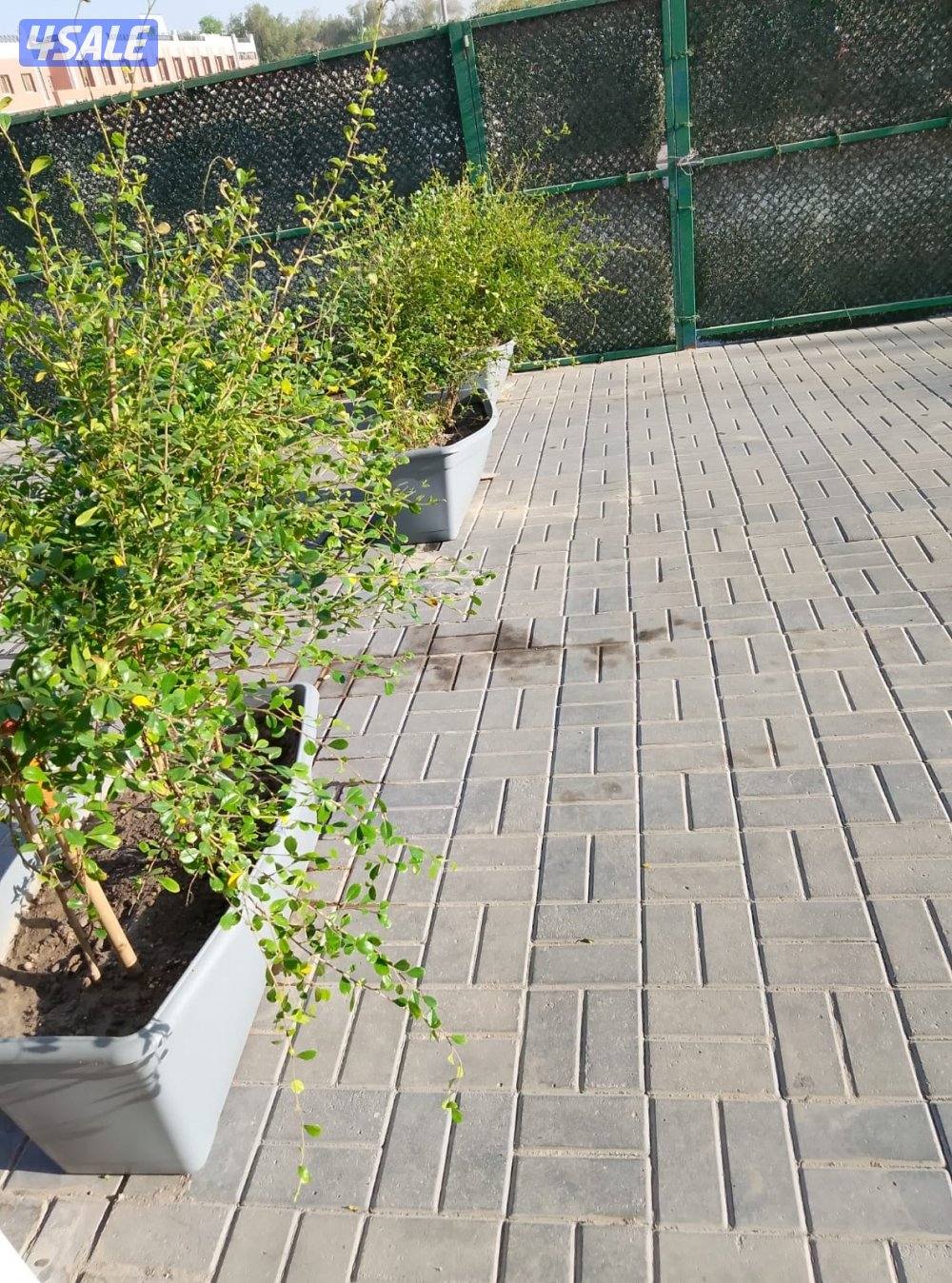 شقة في خيطان قريب جدا من جمعية ومسجد ومدرسة ابتدائية13