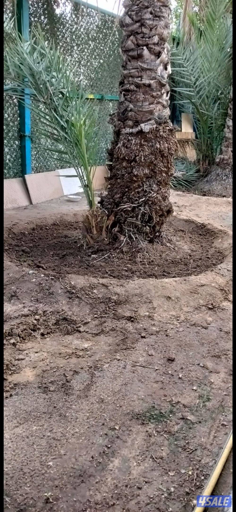 شقة في خيطان قريب جدا من جمعية ومسجد ومدرسة ابتدائية15