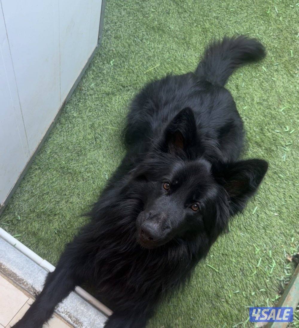 بيعه سريعه0