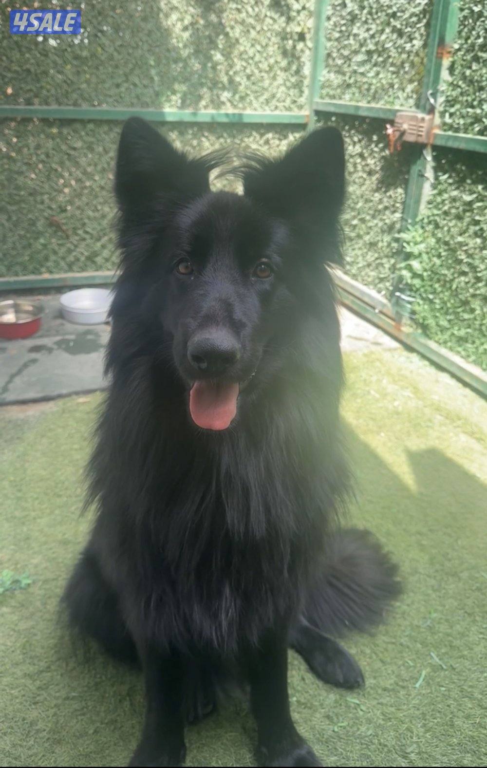 بيعه سريعه1