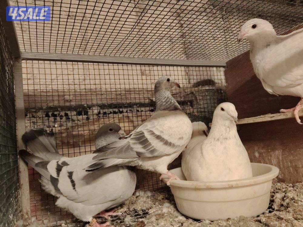 ازواج زاجل بلجيكي0