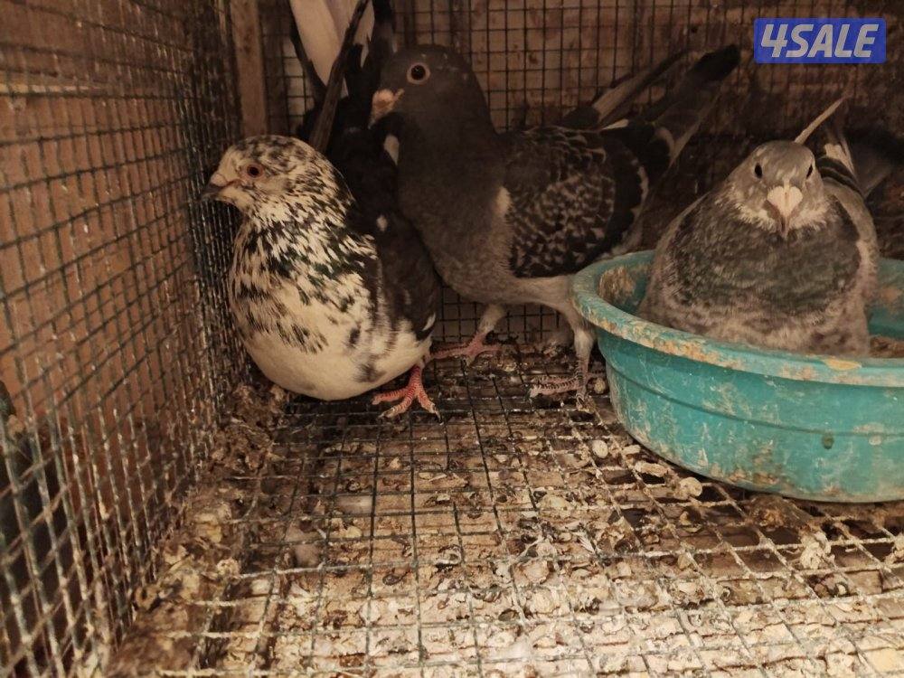 ازواج زاجل بلجيكي1