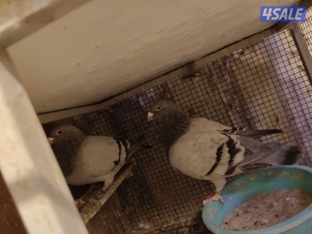 ازواج زاجل بلجيكي2