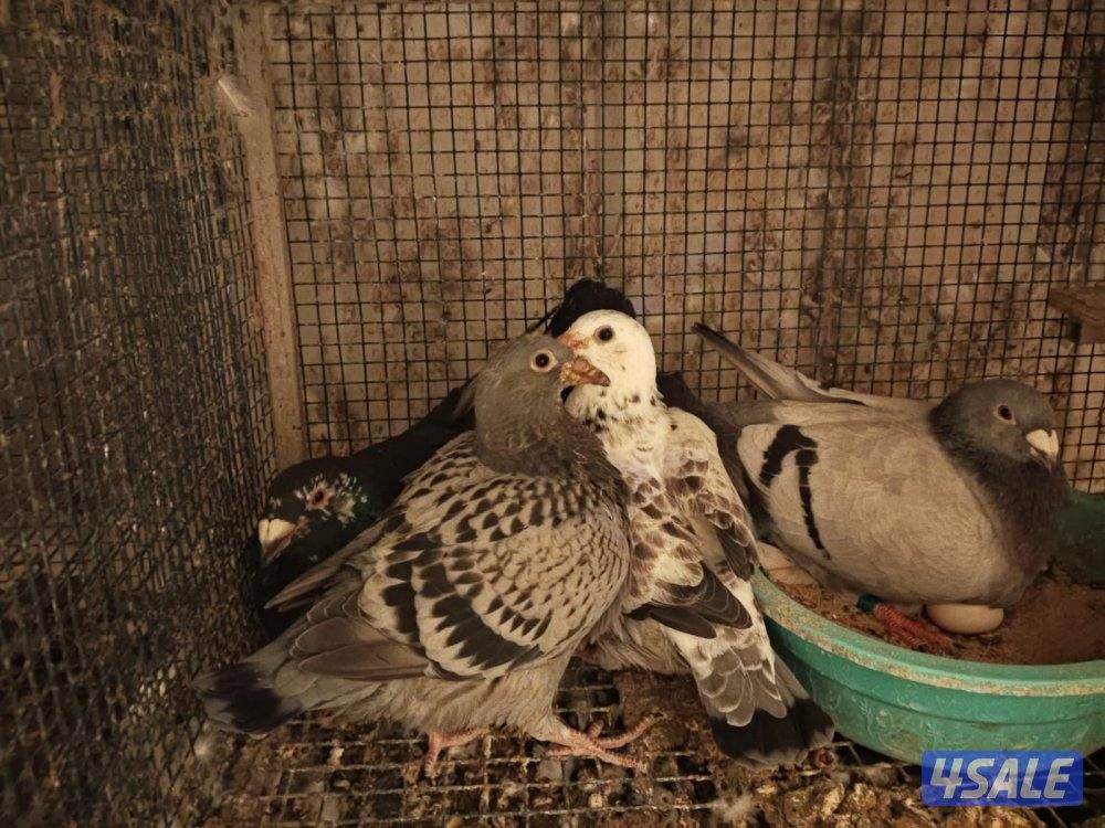 ازواج زاجل بلجيكي3