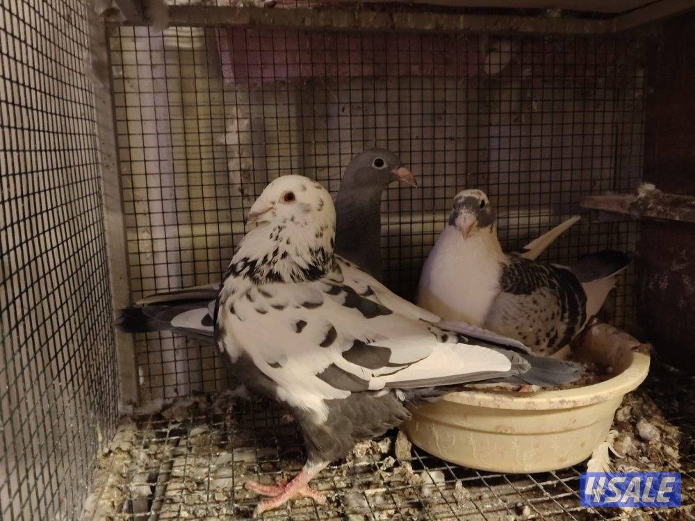 ازواج زاجل بلجيكي4