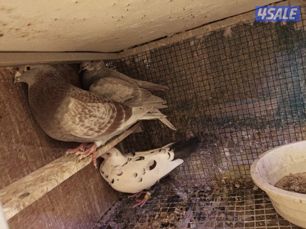 ازواج زاجل بلجيكي5