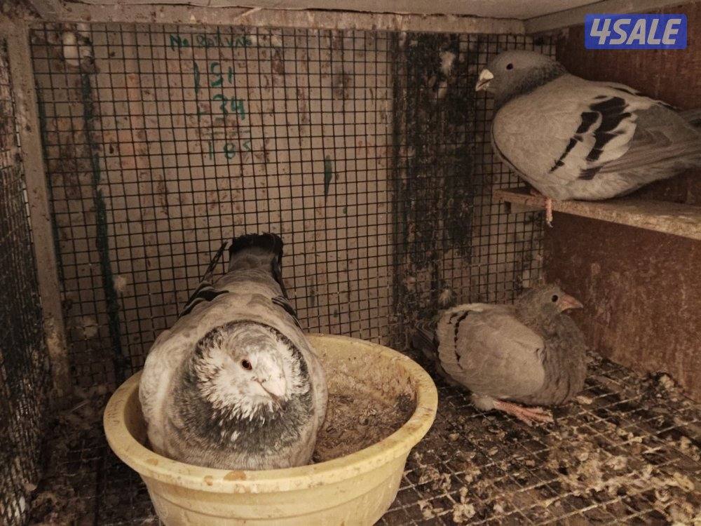 ازواج زاجل بلجيكي6