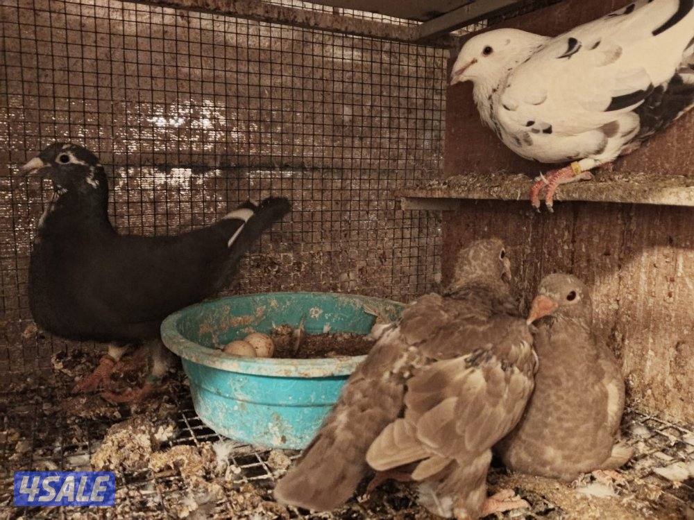 ازواج زاجل بلجيكي7