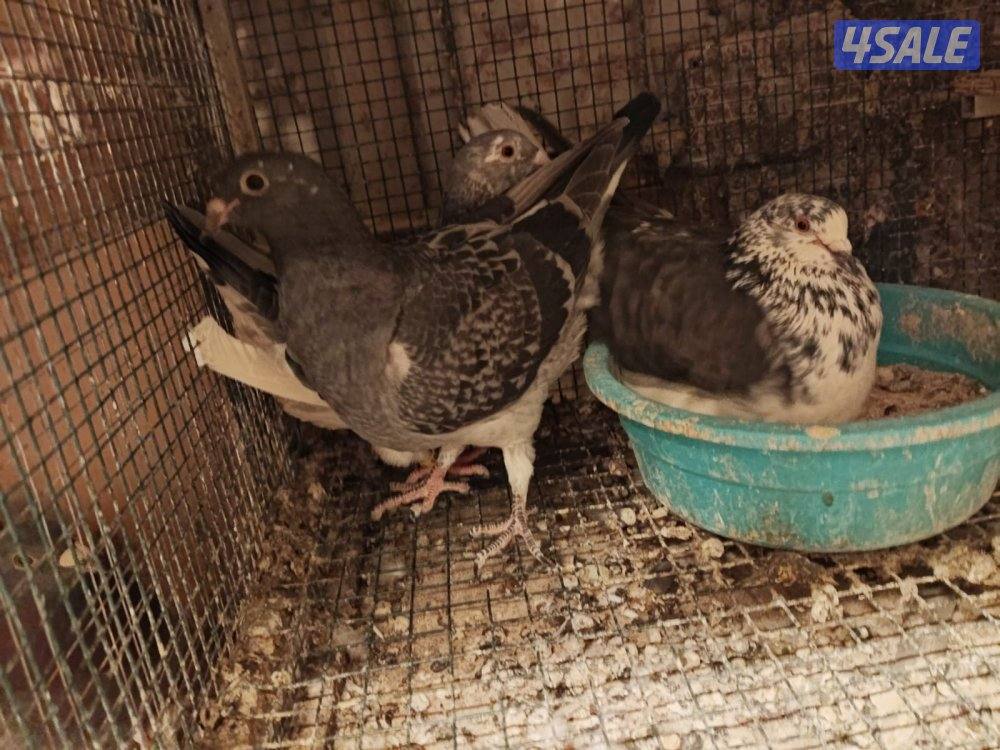 ازواج زاجل بلجيكي8