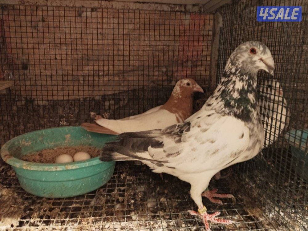 ازواج زاجل بلجيكي10