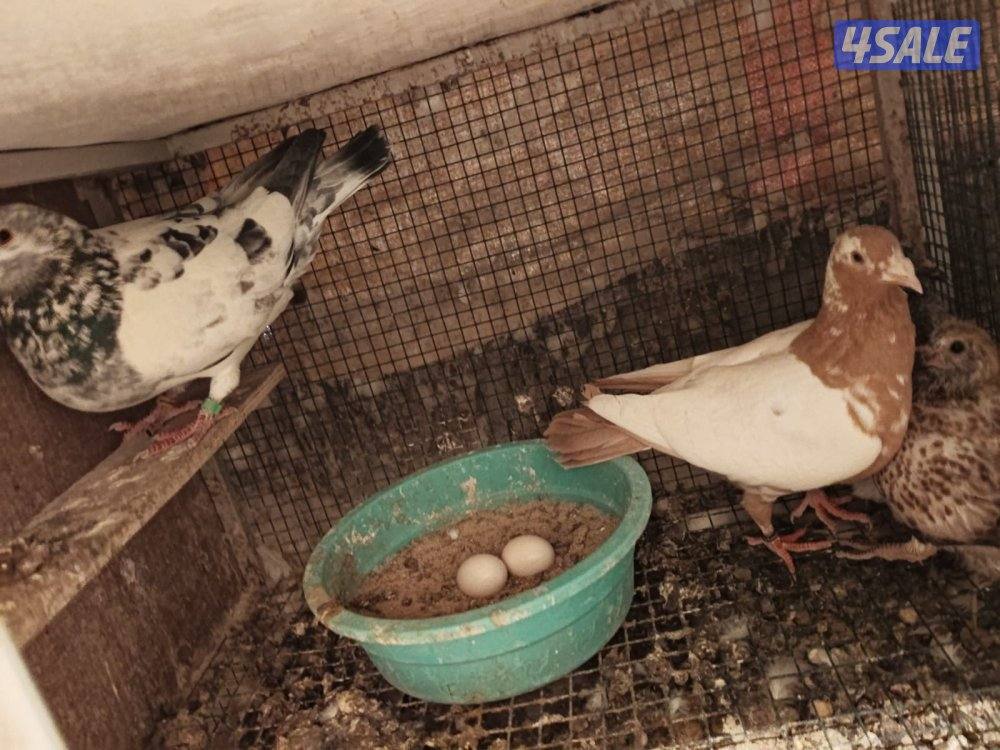 ازواج زاجل بلجيكي11