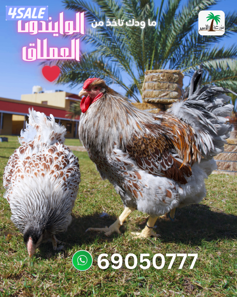 فروخ وبيض وايندوت العملاق2