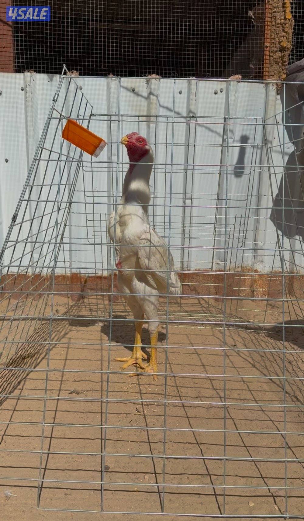 للبيع مجموعه ديج ودجاج هنود0