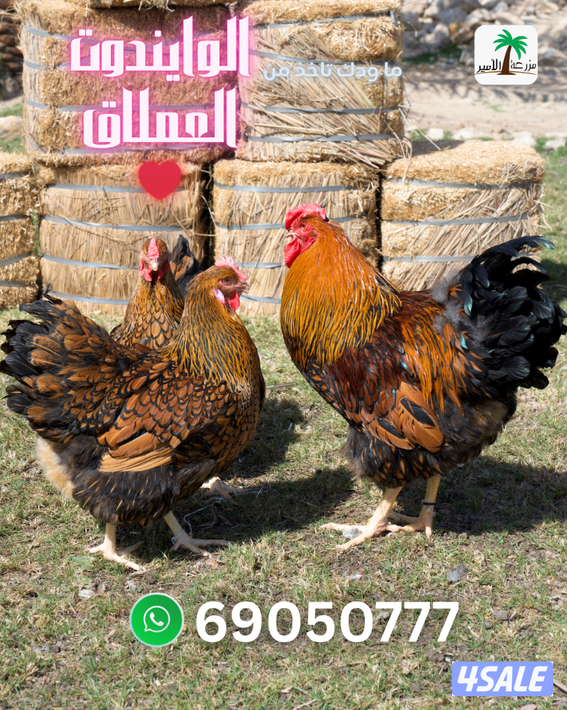 فروخ وبيض وايندوت العملاق0