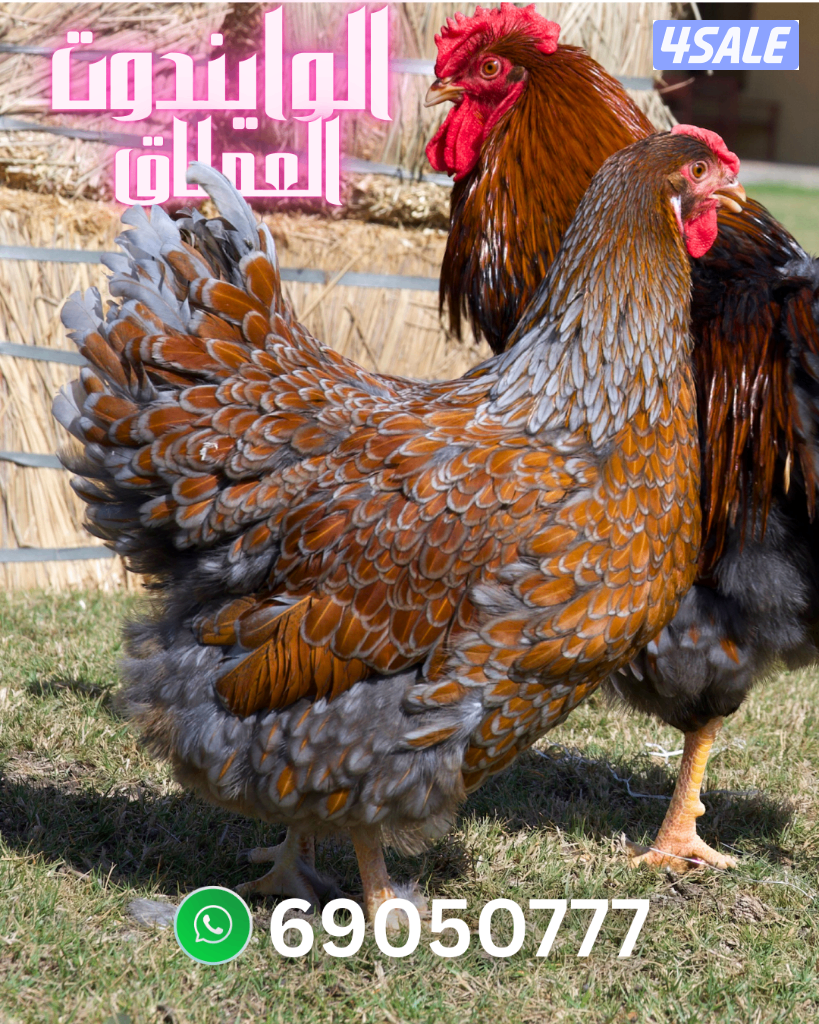 فروخ وبيض وايندوت العملاق1