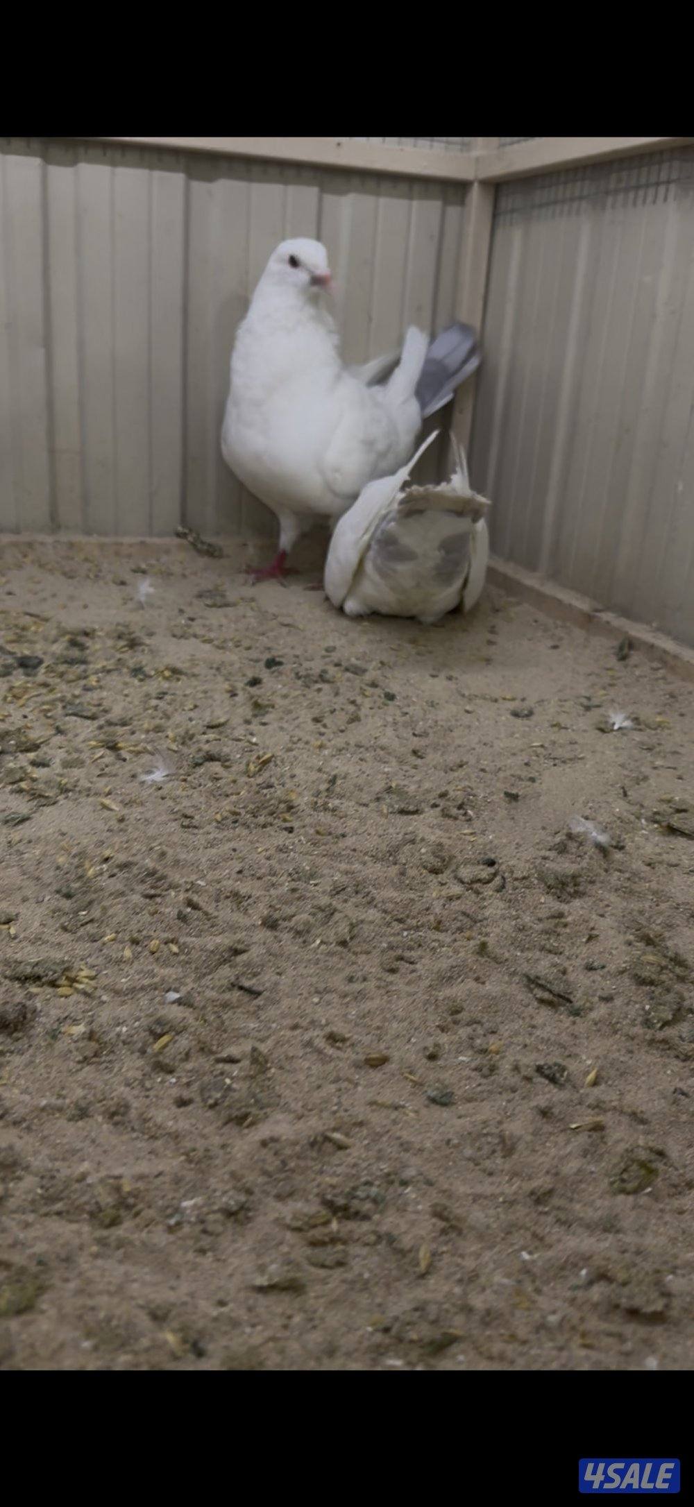 أزواج لاحم الوزان0