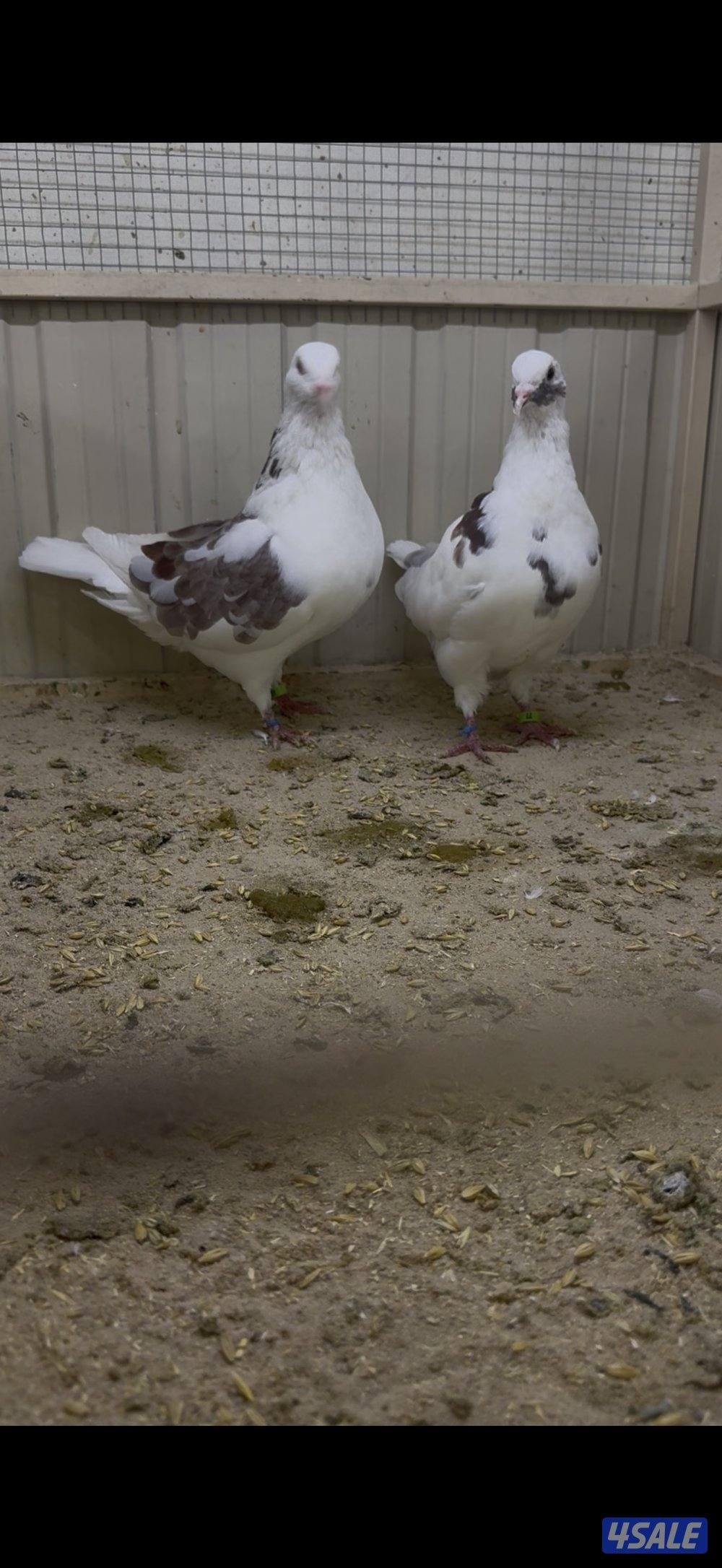 أزواج لاحم الوزان1